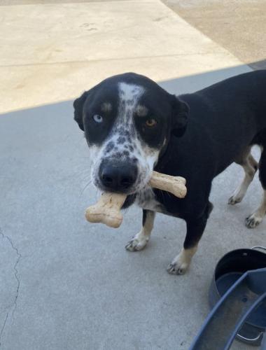 Lost Female Dog last seen Ave 400, Tulare County, CA 93631