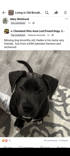Lost Male Dog last seen Denison and archwood , Cleveland, OH 44109