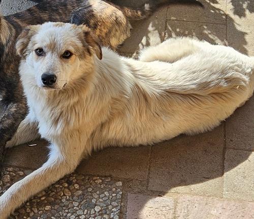 Lost Male Dog last seen Lake Wohlford, Escondido, CA 92027