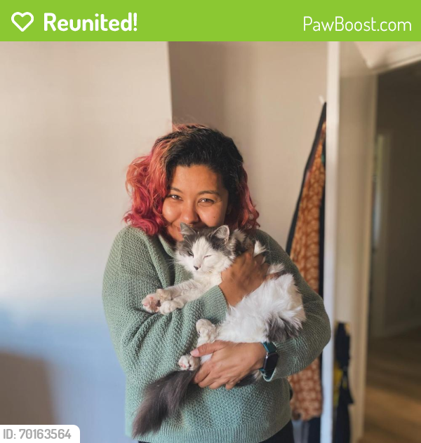 Reunited Female Cat last seen Venture Coffee / 24th and 59th Ave NW, Ballard Seattle, Seattle, WA 98107