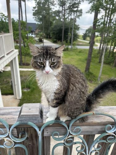 Lost Female Cat last seen Haddock , Milton, FL 32583