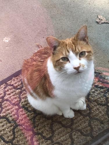 Lost Male Cat last seen Meadow drive, Cary, NC 27511