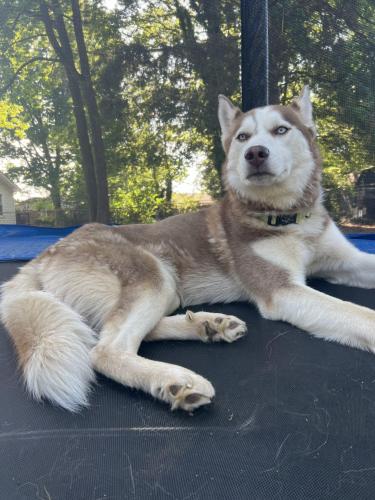 Lost Male Dog last seen Claremont s/patio place , Greensboro, NC 27405