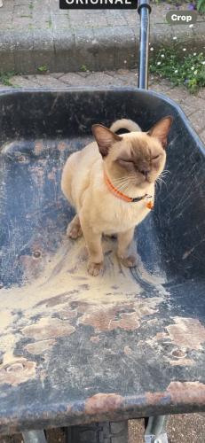 Lost Male Cat last seen Princes road, Forest Edge, Buckhurst Hill, England 
