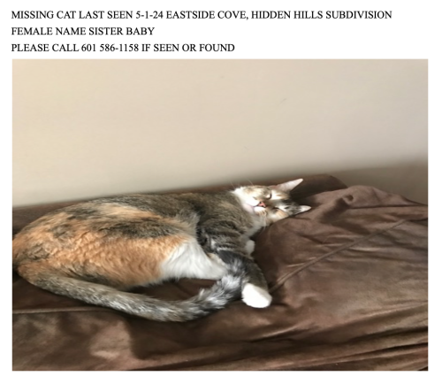 Lost Female Cat last seen Near Eastside Cove, Brandon, MS, USA, Brandon, MS 39047
