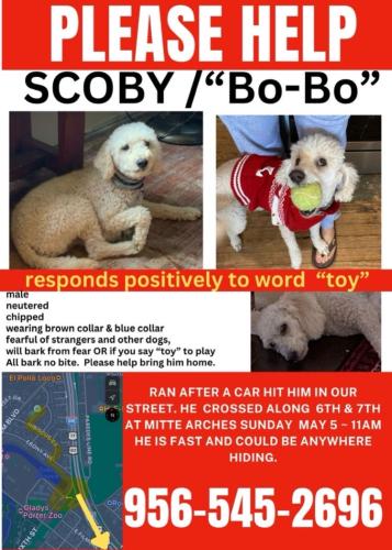 Lost Male Dog last seen Ebony dr and Mitte arches Brownsville, Brownsville, TX 78520