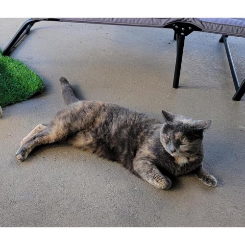 Lost Female Cat last seen Barber Street, Sebastian, FL 32958