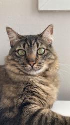 Lost Male Cat last seen Rua benjamim batista, Jardim Botânico, RJ 22461-120