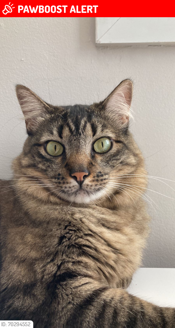 Lost Male Cat last seen Rua benjamim batista, Jardim Botânico, RJ 22461-120