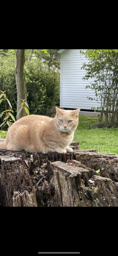 Lost Male Cat last seen Parrish and Chester Rd (route 320), Swarthmore, PA 19081