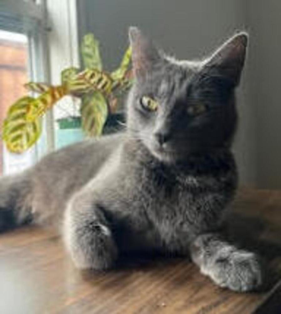 Shelter Stray Female Cat last seen SE 10TH AND SE RENE ST, GRESHAM, OR, 97080, Troutdale, OR 97060