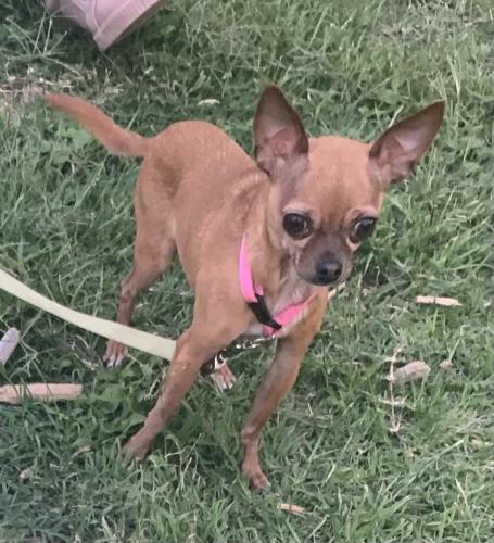 Lost Female Dog last seen Near Culberson st, San Angelo, TX 76903