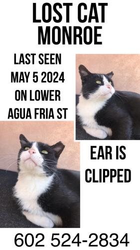 Lost Male Cat last seen Agua fria And San Felipe , Agua Fria, NM 87507