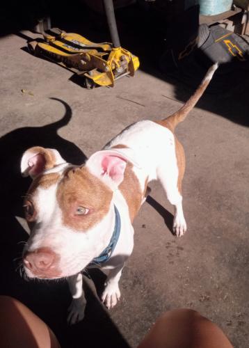 Lost Female Dog last seen CVS on pearl st, Slidell, LA 70461
