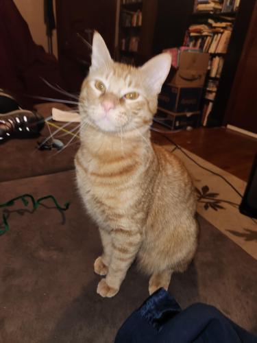 Lost Male Cat last seen Nw 12th and May ave., Oklahoma City, OK 73107