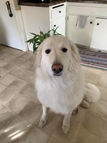 Lost Male Dog last seen Ayd Mill Road and Selby Avenue, Saint Paul, MN 55104