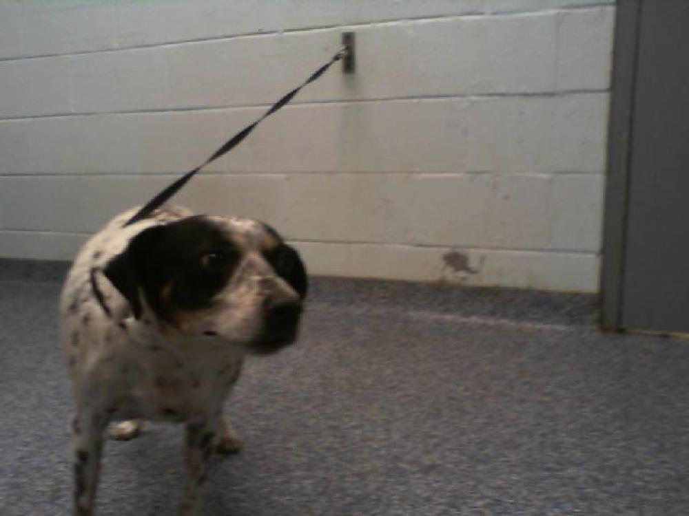 Shelter Stray Female Dog last seen HUNTERSVILLE, Charlotte, NC 28217