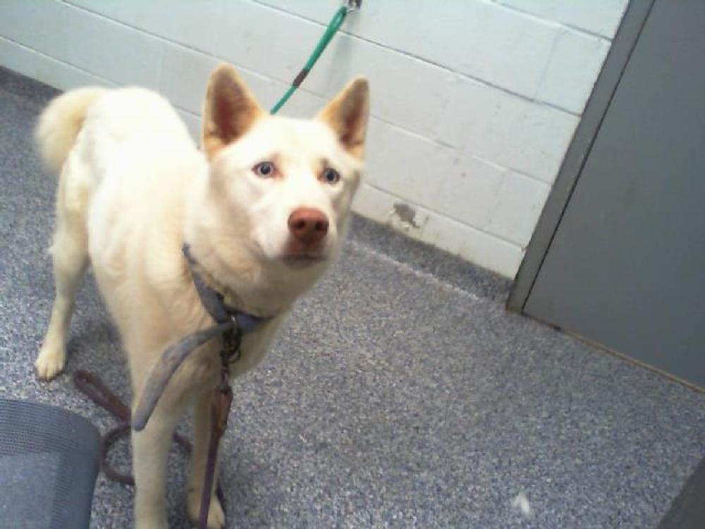 Shelter Stray Male Dog last seen MATTHEWS, Charlotte, NC 28217