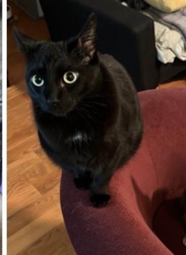 Lost Male Cat last seen Lindblade St and Inglewood St, Culver City, CA 90230