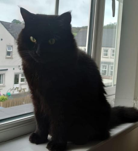 Lost Male Cat last seen Heslips Court Dublin Road, Newry, Mourne and Down, Northern Ireland BT35