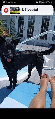 Lost Female Dog last seen Fishing dock, Clearwater, FL 33764