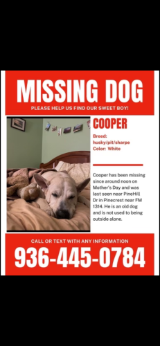 Lost Male Dog last seen Frazier Street, Conroe, TX 77301