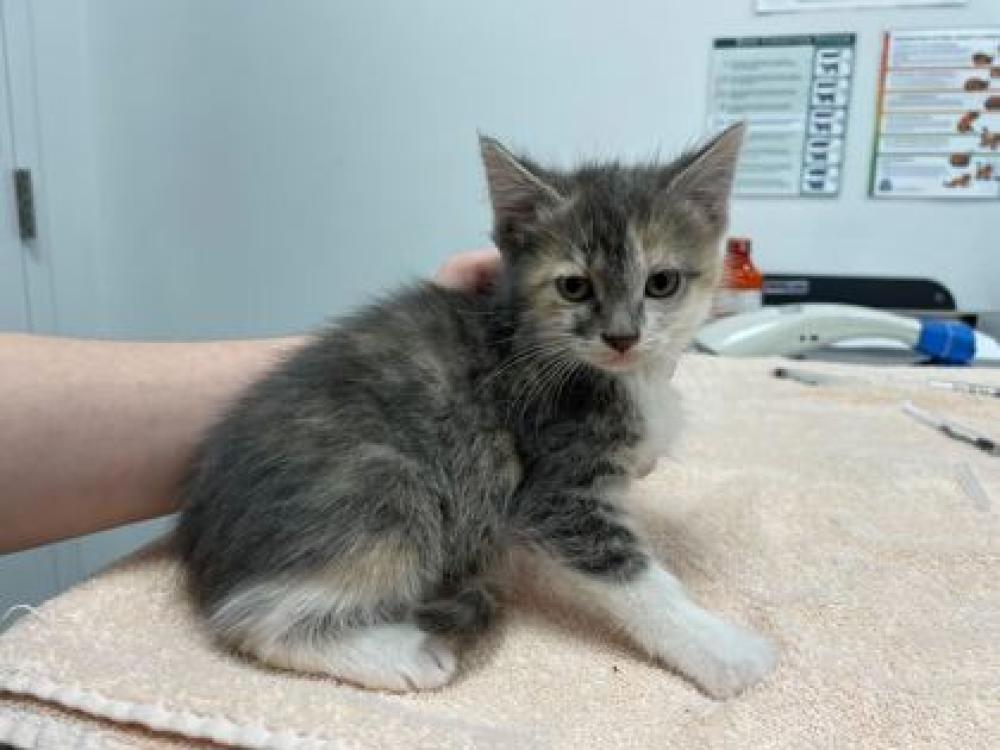Shelter Stray Female Cat last seen Near West 39th St KCMO 64111, 64111, MO, Kansas City, MO 64132