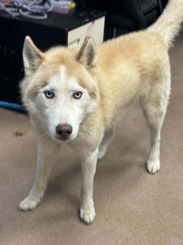 Shelter Stray Male Dog last seen Near Mill Arbor, 30058, GA, Chamblee, GA 30341