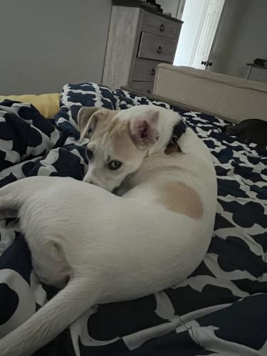 Lost Female Dog last seen Pointe West Area and Near San Luis Pass Toll, Galveston, TX 77554