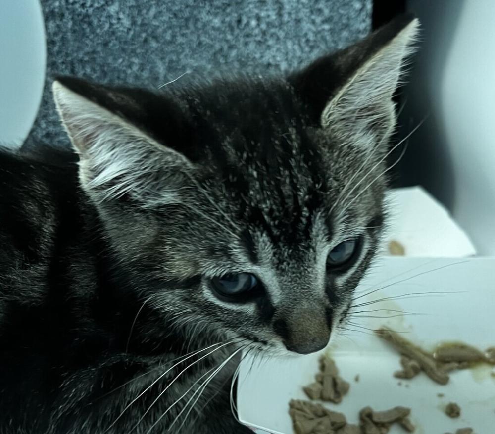 Shelter Stray Male Cat last seen 142-28 230th Place, SPRINGFIELD GARDENS, NY, 11413, New York, NY 11208