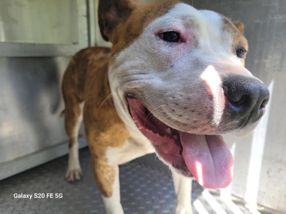 Shelter Stray Male Dog last seen Near BLOCK SAWYER ST, DETROIT, MI 48228, Detroit, MI 48211