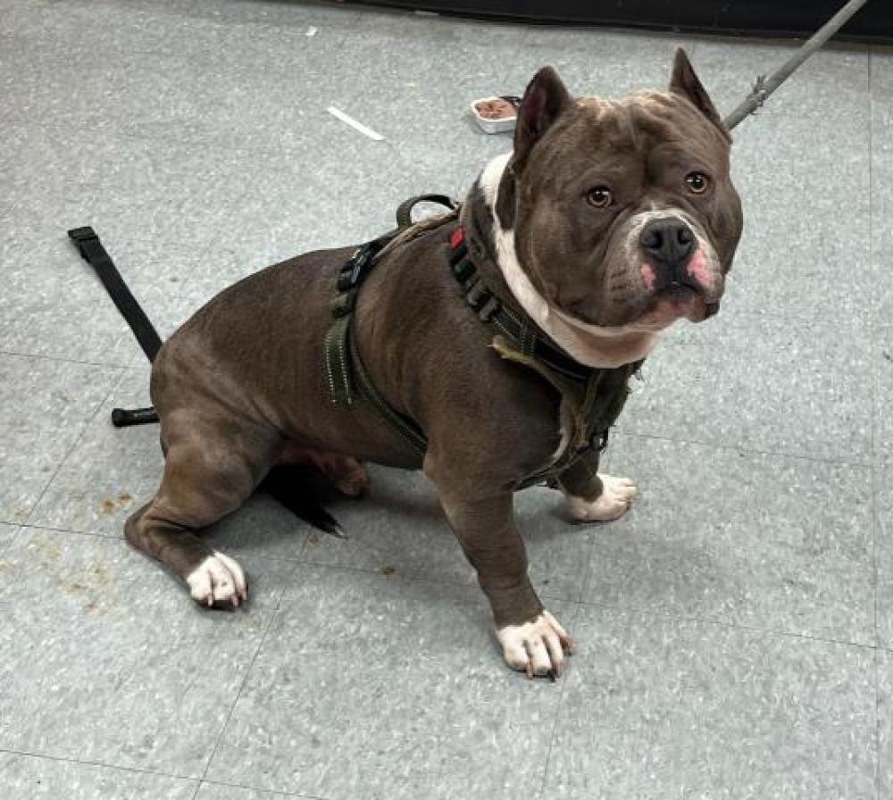 Shelter Stray Male Dog last seen I-75, DETROIT, MI (WHERE?), Detroit, MI 48211