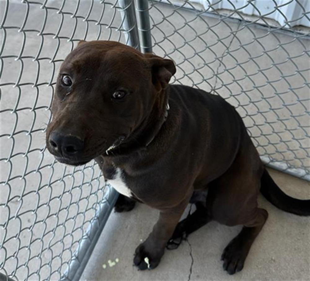 Shelter Stray Male Dog last seen BENA RD, CALIENTE CA 93518, Bakersfield, CA 93308