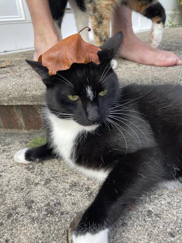 Lost Male Cat last seen Middleton Pike/St Rt 582 and Tontogany Creek Rd, Bowling Green, OH 43402