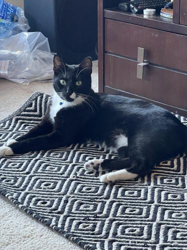 Lost Male Cat last seen Ridgeview Place and Heather Drive, Ferndale, WA 98248