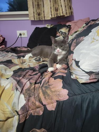 Lost Male Cat last seen 1st ave, Mission, TX 78572