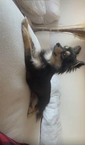 Lost Female Dog last seen Hesperian blvd by in n out, San Leandro, CA 94580