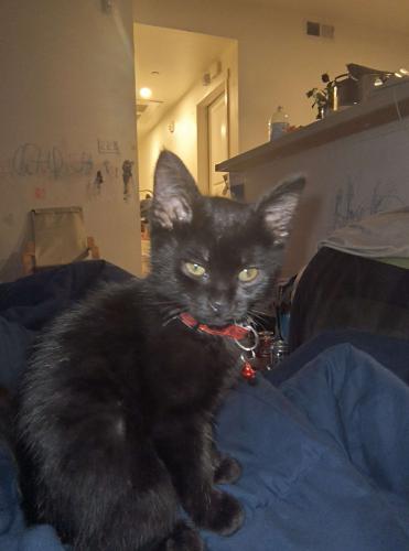 Lost Female Cat last seen Spring and Monterey rd, Morgan Hill, CA 95037