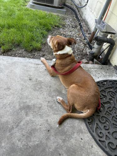 Found/Stray Unknown Dog last seen Route 3, Morse Rd, OH 43054