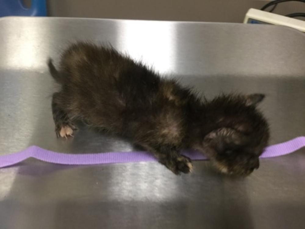 Shelter Stray Female Cat last seen Near Windham Dr, 70360 - Houma, LA, Gray, LA 70359