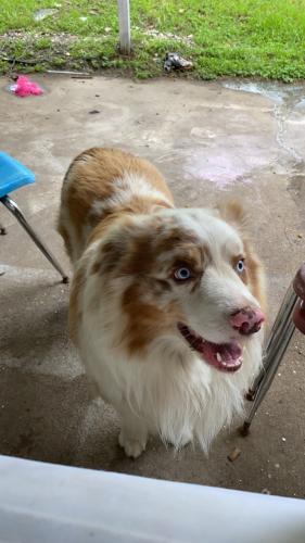 Lost Male Dog last seen Near Lincoln ave Fort Worth tx , Fort Worth, TX 76164