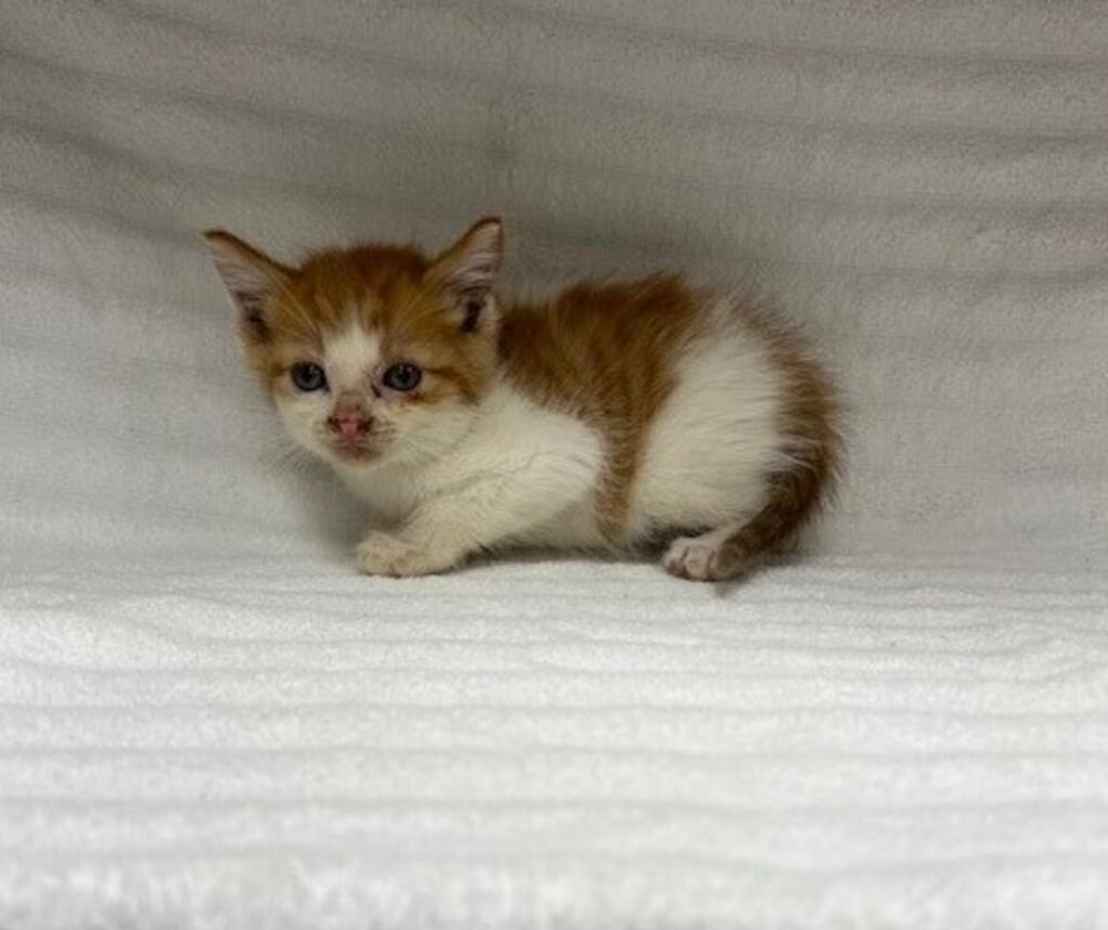 Shelter Stray Male Cat last seen Near N Lakepointe Drive, LAFAYETTE, LA, 70506, Lafayette, LA 70507