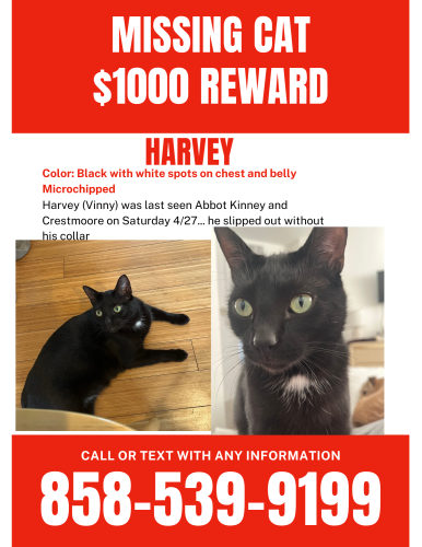 Lost Male Cat last seen Abbot Kinney and Crestmoore, Los Angeles, CA 90291