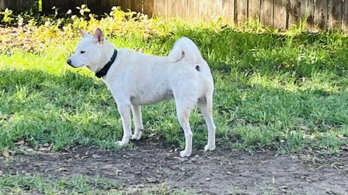Lost Male Dog last seen Near Northgap St, Windcrest , San Antonio, TX 78239