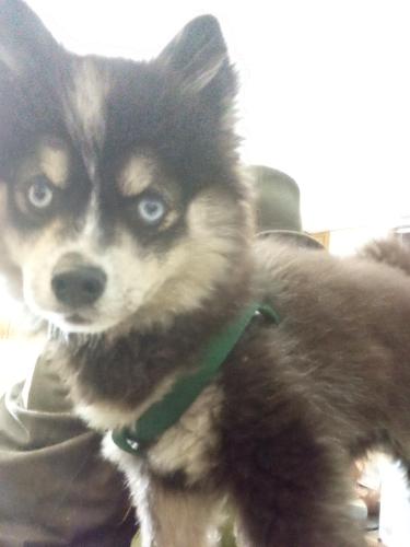 Lost Male Dog last seen 9th ave and Grant St , Longmont, CO 80501