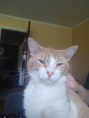 Lost Male Cat last seen Mcclain rd and gentry , Floyd County, GA 30145