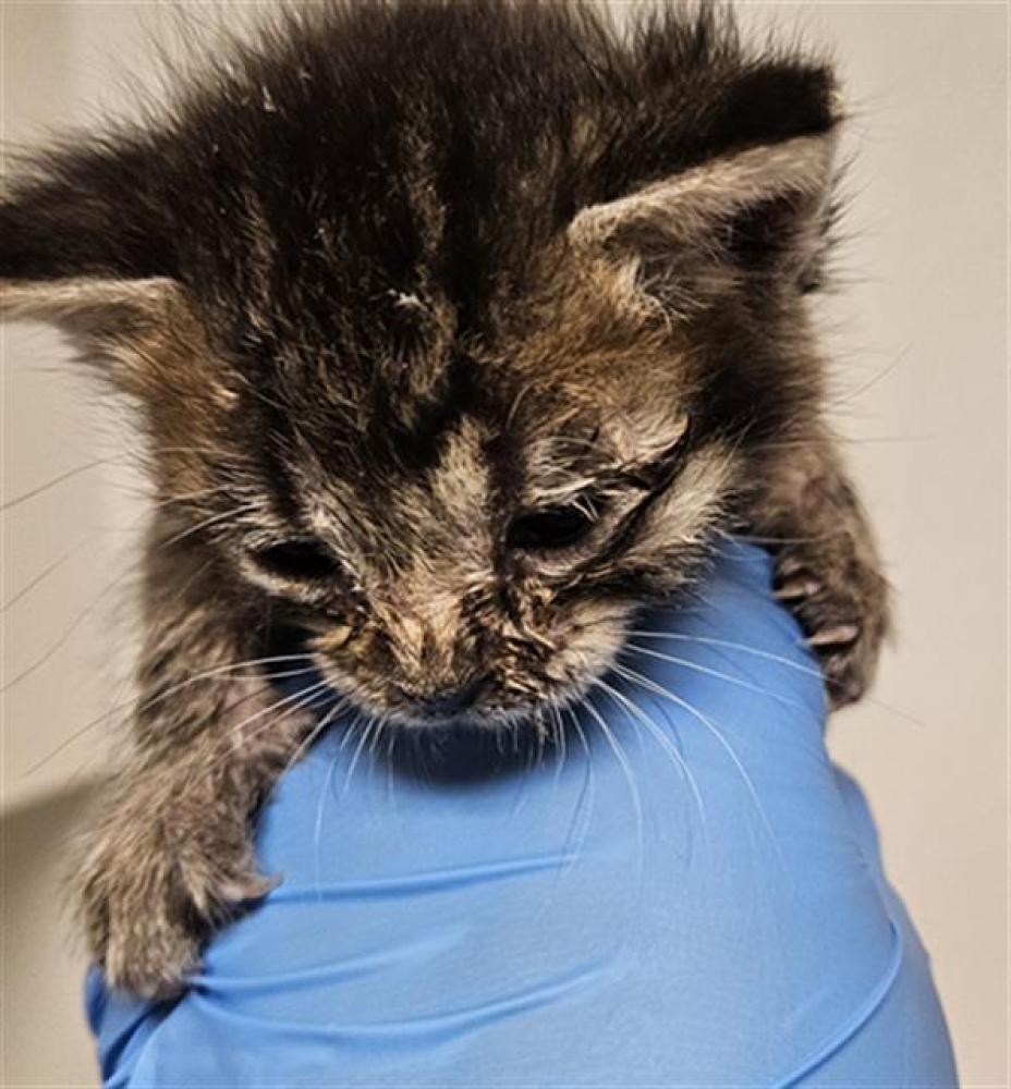 Shelter Stray Male Cat last seen E MINNER AVE, BAKERSFIELD CA 93308, Bakersfield, CA 93308