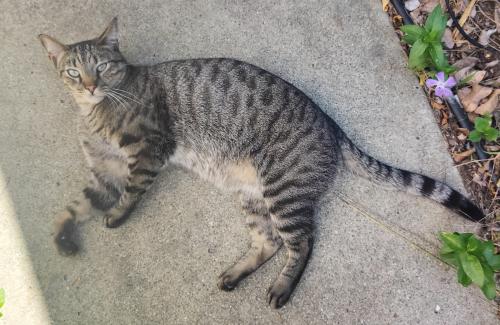 Lost Male Cat last seen Dakota Drive & Apache Ave, 92117, San Diego, CA 92117