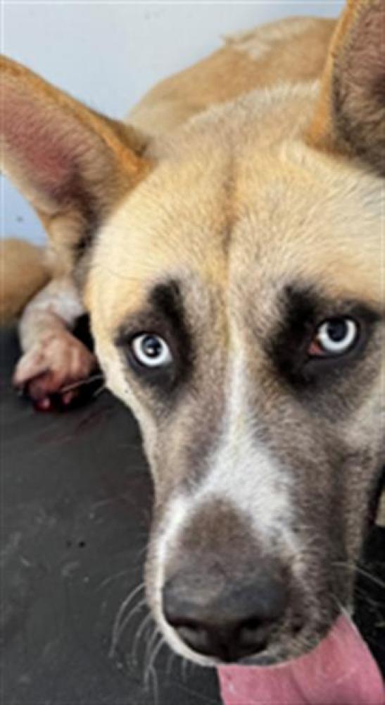 Shelter Stray Female Dog last seen Near BLK CHATER OAKS DR, BAKERSFIELD,CA, Bakersfield, CA 93307