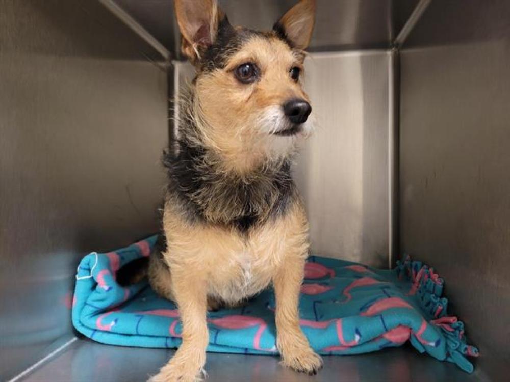 Shelter Stray Male Dog last seen FULWEILER & 49, Auburn, CA 95603